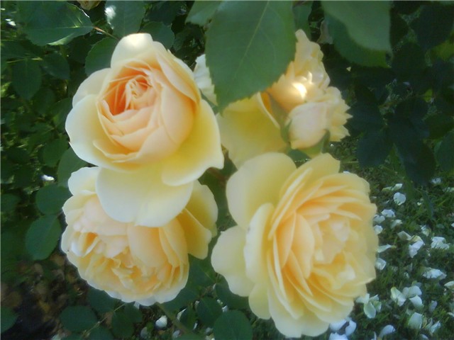 moje ruže